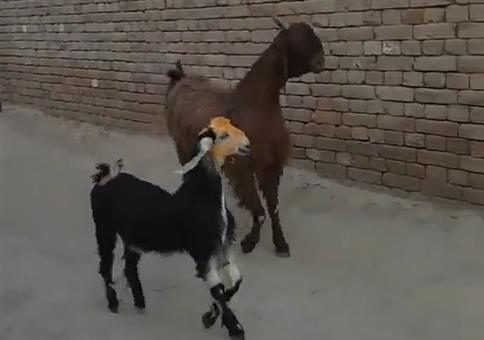 Silly Walk - Ziegen Edition