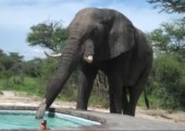 Elefant bedient sich am Pool