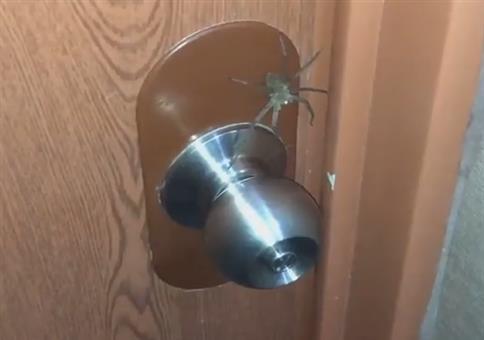 Spinne bewacht Tür