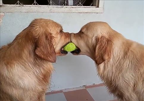 Zwei Hund und ein Tennisball