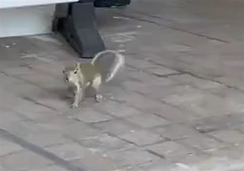 Eichhörnchen besucht Ladengeschäft
