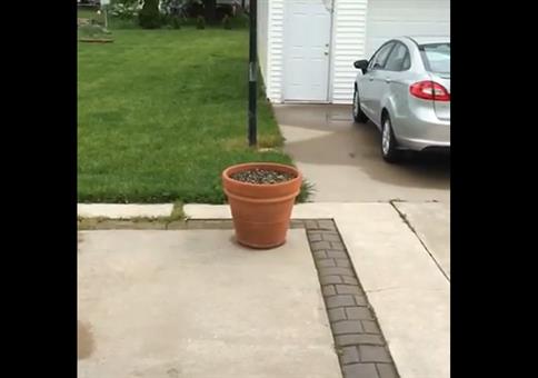 Wo ist denn der Hund abgeblieben?