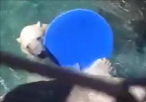 Der schmeißende Eisbär