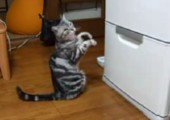 Jedi Katze versucht Kühlschrank zu öffnen