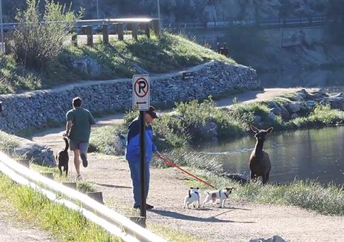 Wenn dich beim Gassigehen eine Elchkuh verfolgt