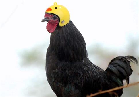 Es gibt Helme für Hühner!!!