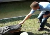Provoziere niemals ein Krokodil