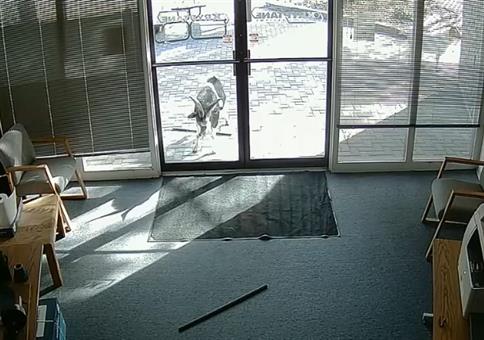 Ziegenbock randaliert mal ordentlich