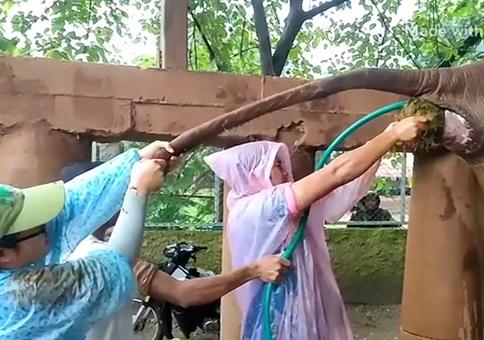 Elefant mit Verstopfung