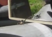 Spinne sieht sich im Spiegel