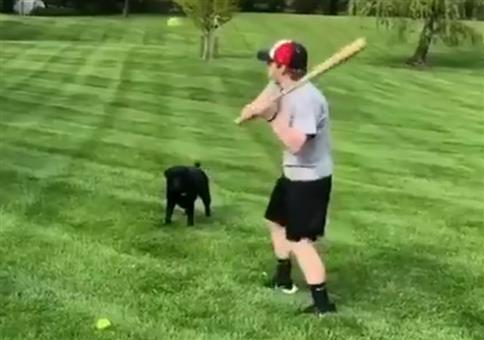 Fauler, aber schlauer Hund