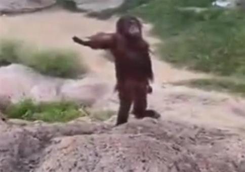 Wenn der Affe Respekt einfordert