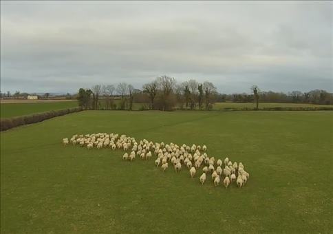 Wer braucht schon einen Schäferhund?