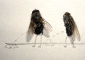 Kunst mit toten Fliegen