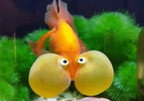 Hornoxe.com - Gifdump #303 - Animierter Picdump