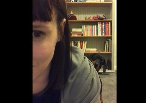 Dackel is watching you