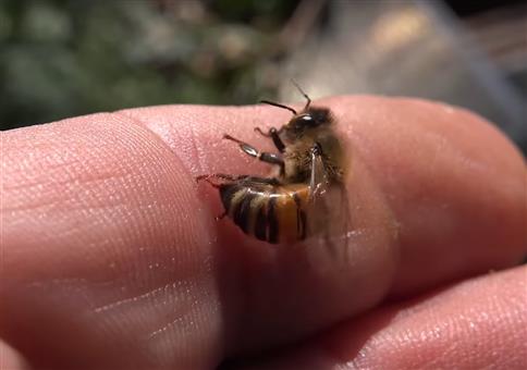 Sterben Honigbienen wirklich wenn sie stechen?