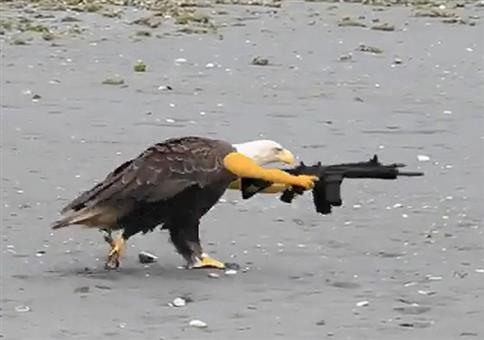 Amerikanischer Adler - Fuck Yeahh!