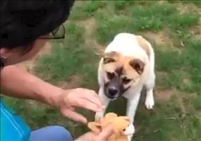 Kreuzung zwischen Schwein und Hund - WTF?!