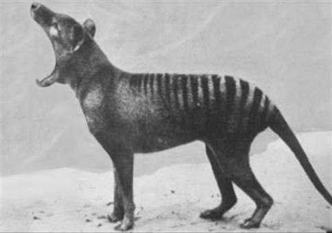 Seltene Aufnahmen von ausgestorbenen Tierarten