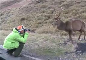Rentier aus nächster Nähe fotografieren