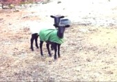 Schreiende Schafe
