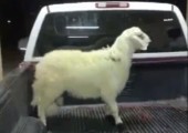 Das stampfende Schaf