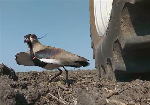Vogelnest mitten auf dem Feld