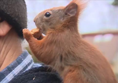 Verrücktes Eichhörnchen
