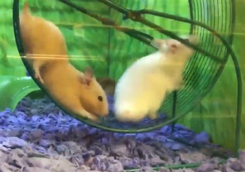 Zwei Hamster im Laufrad