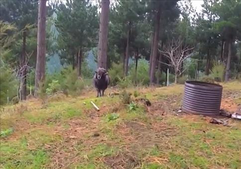 Schafbock mag keine Drohnen