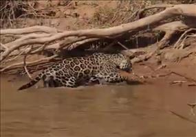 Jaguar schnappt sich Alligator