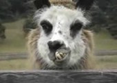 Lama mit lässigem Blick