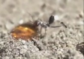 Mini Wespe ärgert Ameisen