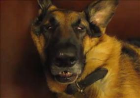 Schäferhund schläft und wacht auf