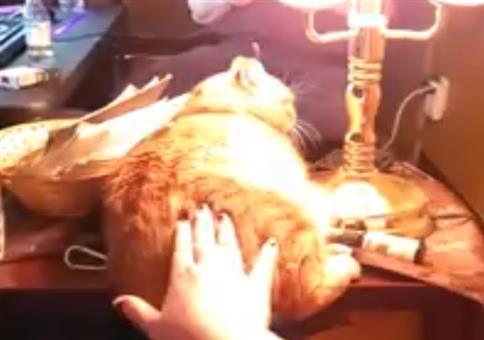 Katzen-Touch-Lampe