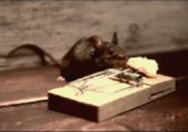 Maus vs. Mausfalle