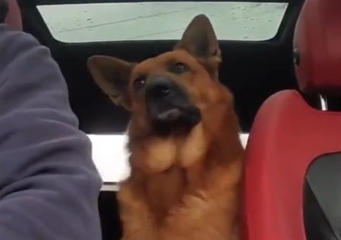 Hund hört gespannt zu