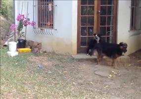 Löwe auf der Pirsch