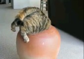Katze vs. Vase