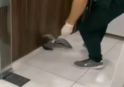 Taube in die Freiheit entlassen