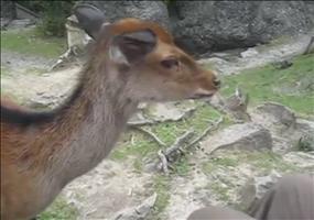 Reh steht auf Streicheleinheiten