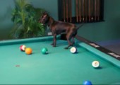 Chihuahua spielt Billiard