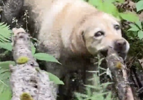 Es gibt zwei Typen von Hunden