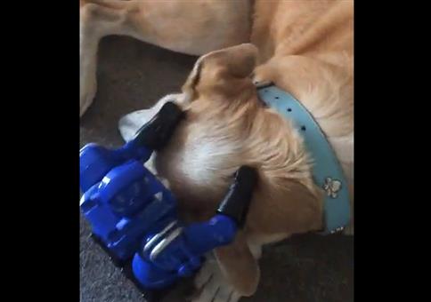 Kleine Roboter massieren Hund