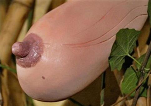 Milchbrust Melone - Essbarer Kürbis in Form einer Brust 