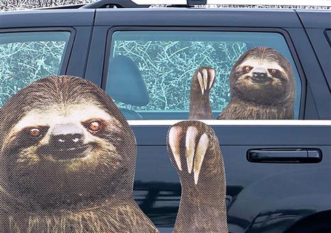 Ein Faultier in deinem Auto!