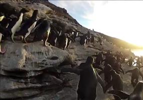 Tollpatschige Pinguine