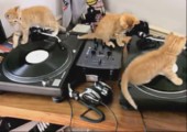 Katzen am DJ Deck