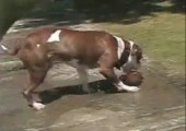 Hund verrichtet Sisyphusarbeit